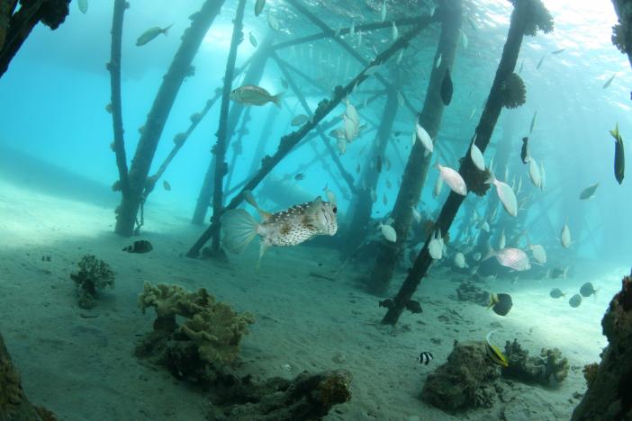 BARAKUDA DIVING CENTER LOTUS BAY