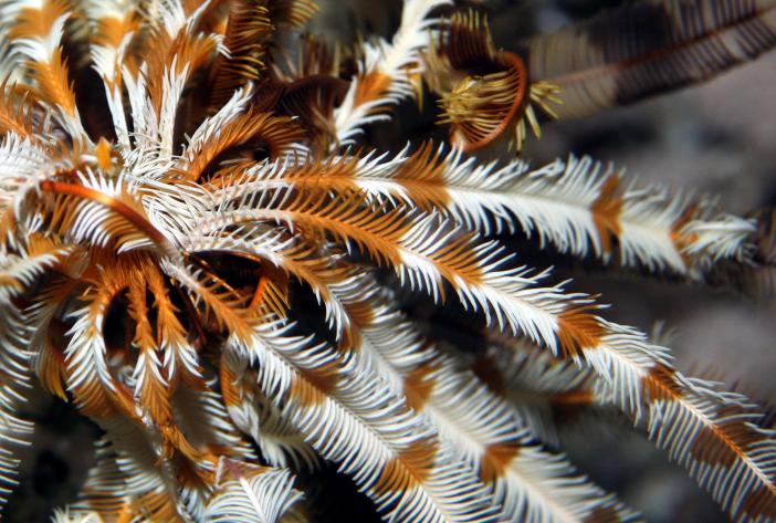 BARAKUDA DIVING CENTER LOTUS BAY