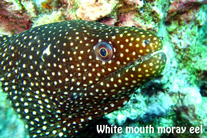 Moray eel