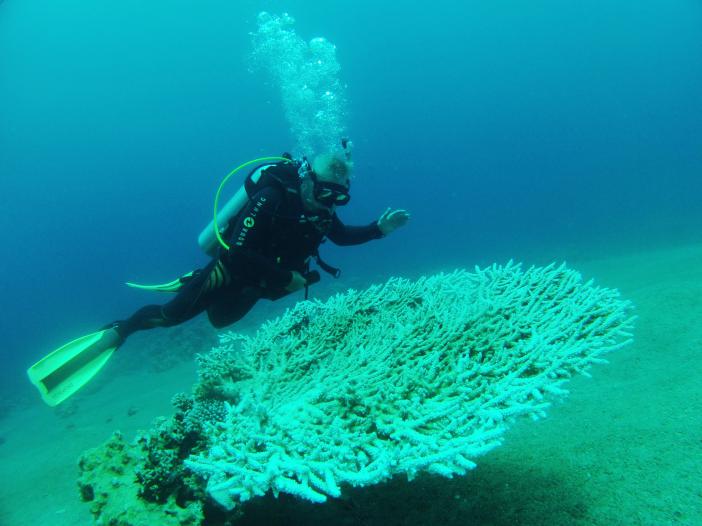     Nautilus-aqaba