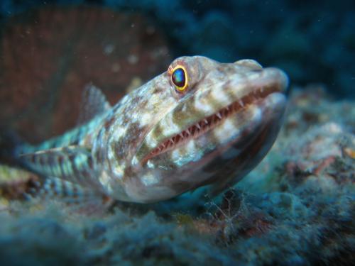 Lizard fish