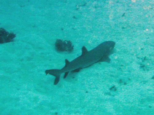 White reef tip shark