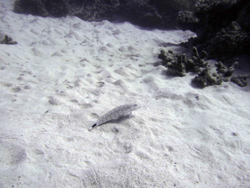 sandy lizard fish