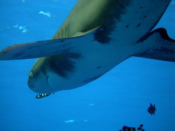 06  . (Oceanic white-tip shark)