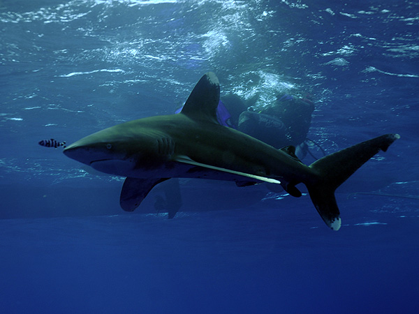  . (Oceanic white-tip shark)