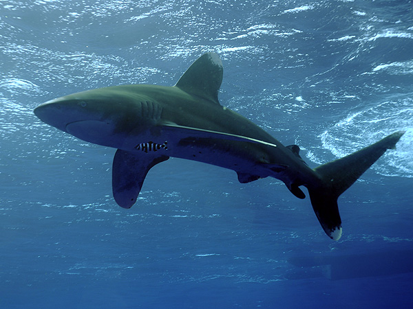  . (Oceanic white-tip shark)