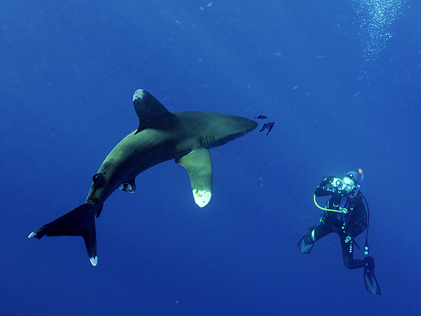  . (Oceanic white-tip shark)