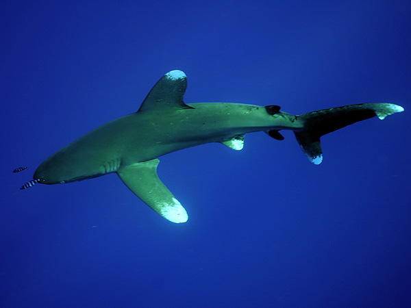  . (Oceanic white-tip shark)