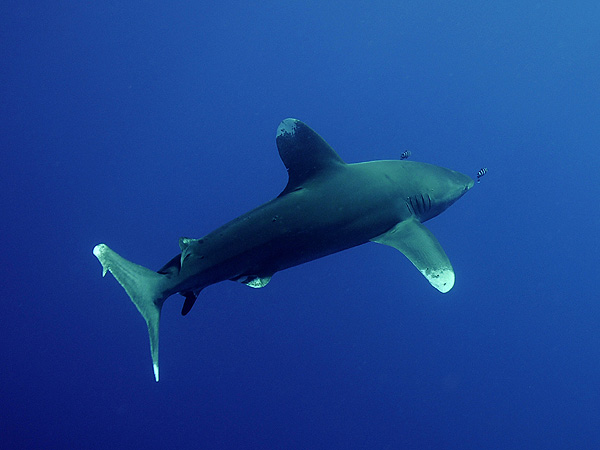  . (Oceanic white-tip shark)