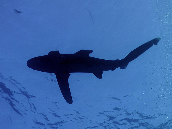  . (Oceanic white-tip shark)