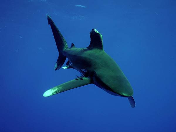  . (Oceanic white-tip shark)