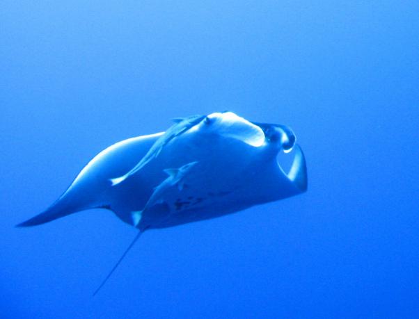 Thurston's devil ray