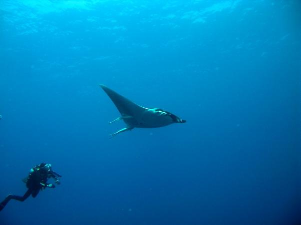 Thurston's devil ray  