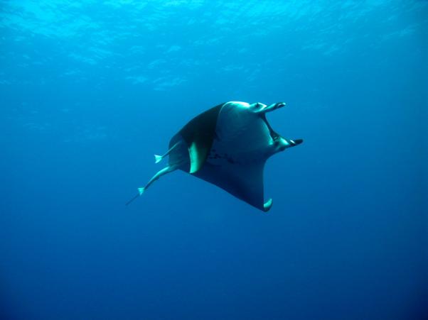 Thurston's devil ray