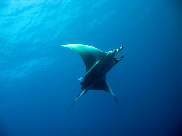 Thurston's devil ray