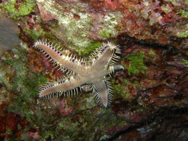 Comb sea star