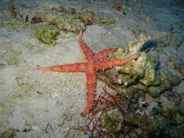 Watson's sea star