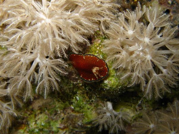 Charlotta's glossodorid