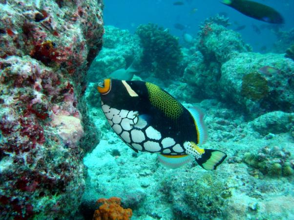 Clown triggerfish