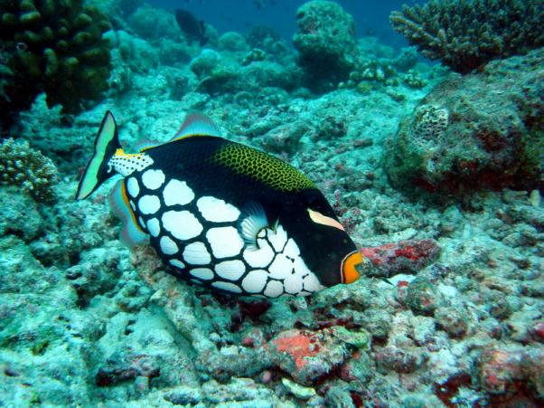 Clown triggerfish_1