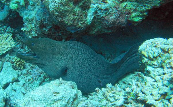 Giant moray