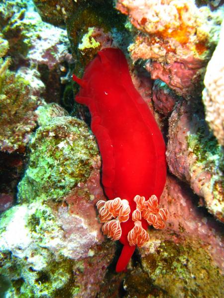 Spanish dancer