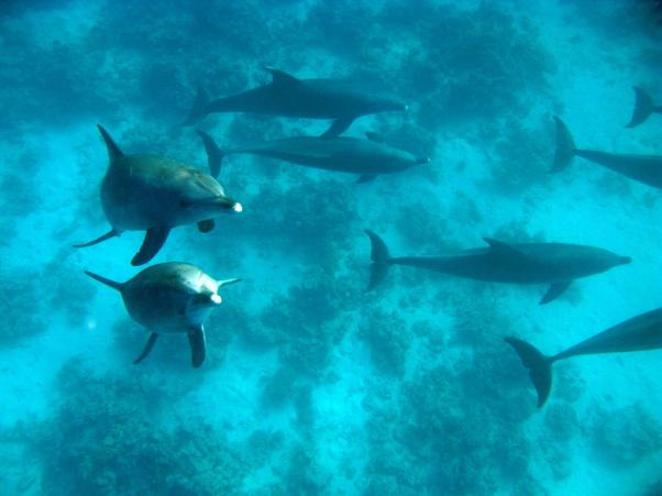 Dolphins