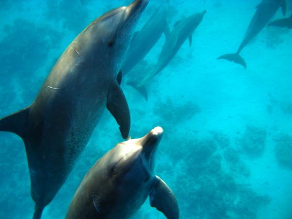 Dolphins