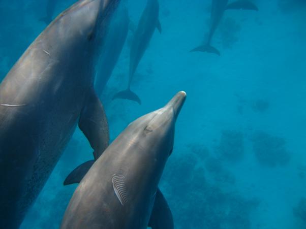 Dolphins