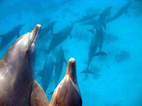 Dolphins