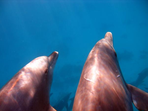 Dolphins