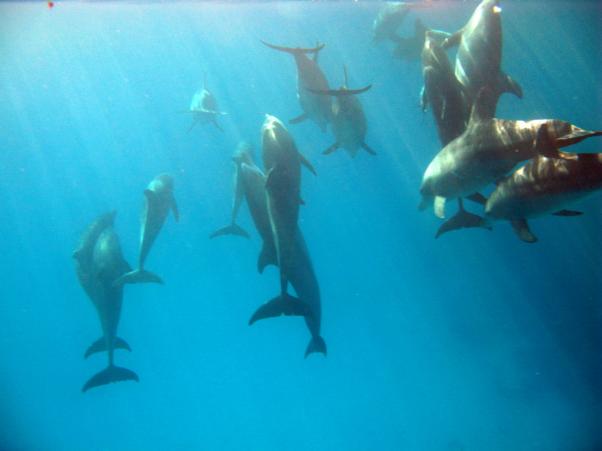 Dolphins