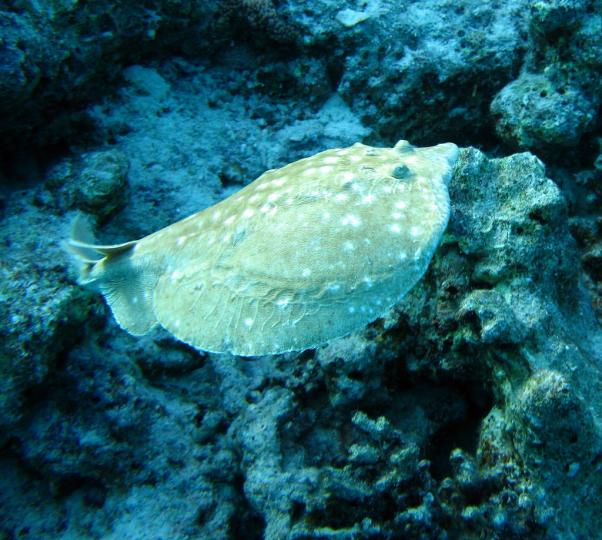 Torpedo ray