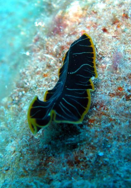 Tiger flatworm