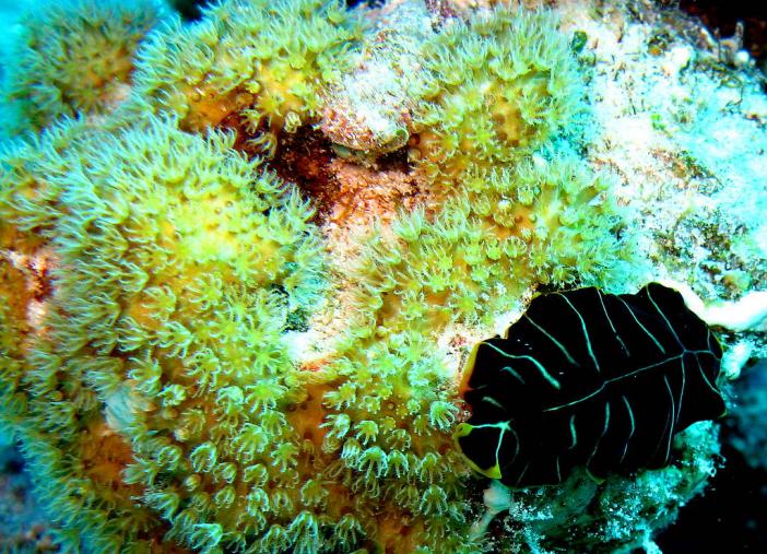 Tiger flatworm