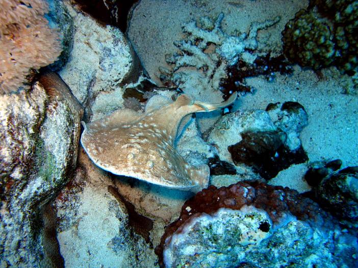 Leopard torpedo ray