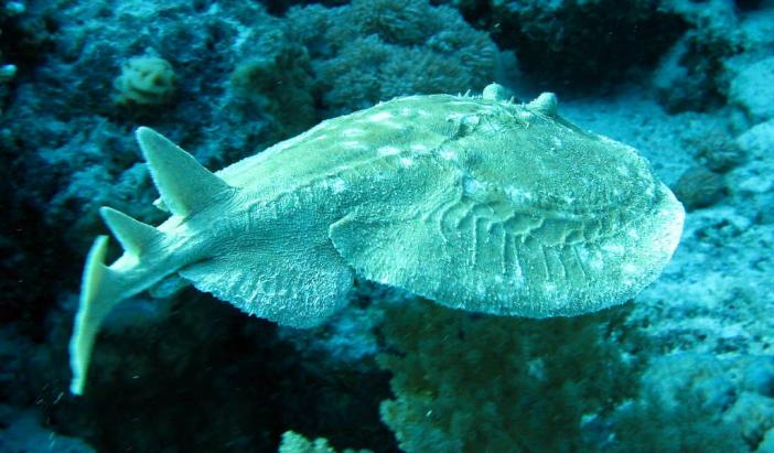 Leopard torpedo ray