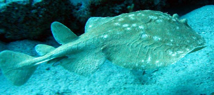 Leopard torpedo ray