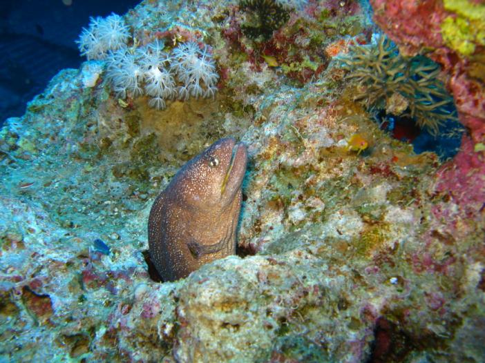 Whitemouth moray