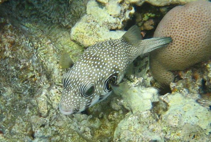  (Arothron hispidus)