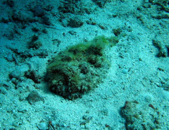 Stonefish