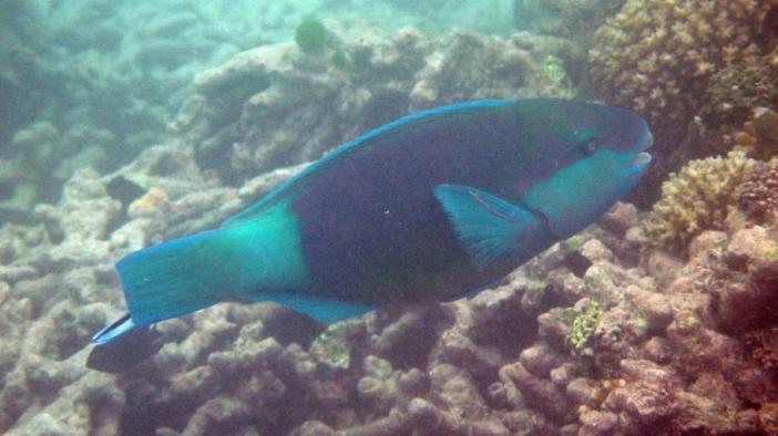    / Seychelles