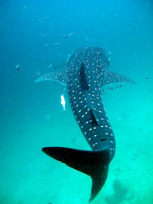 Whale shark