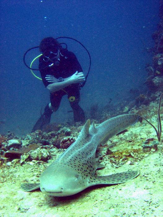 Leopard shark