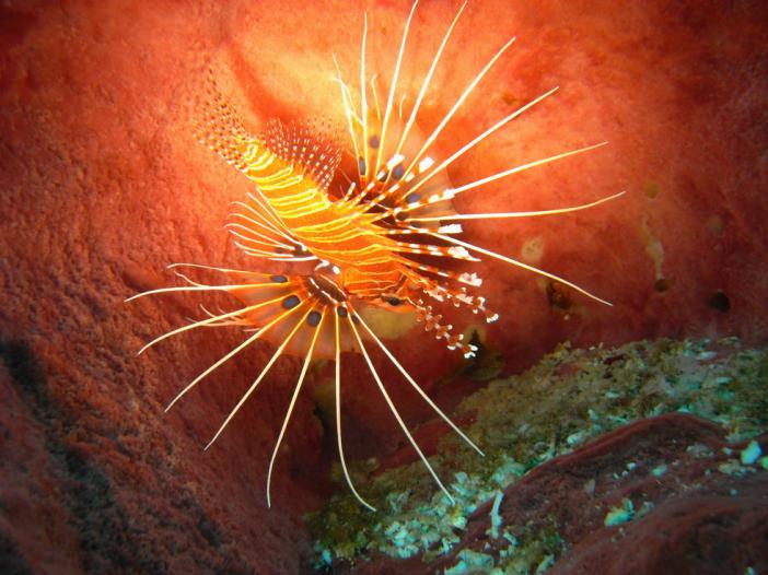 Lion fish