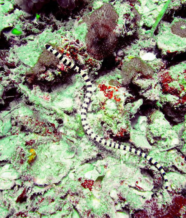 Sea snake