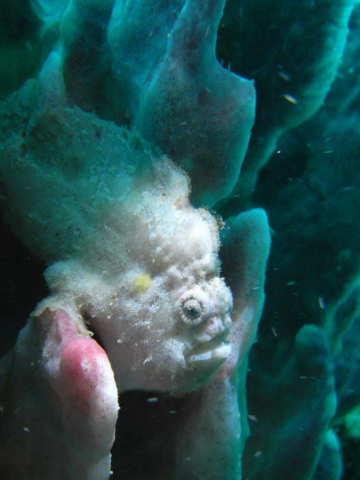 Frogfish