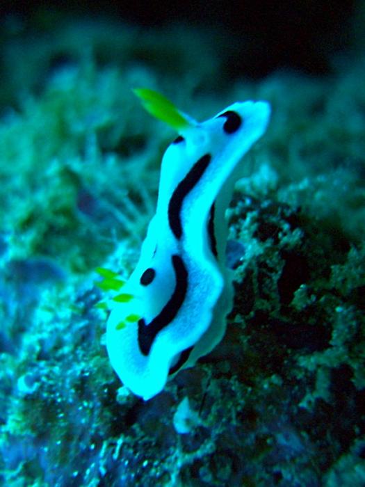 Chromodoris dianae