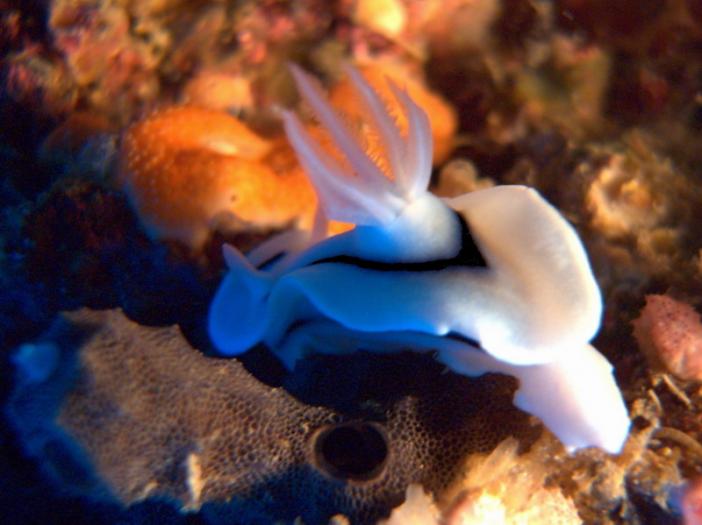 Chromodoris willani