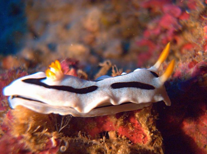 Chromodoris dianae